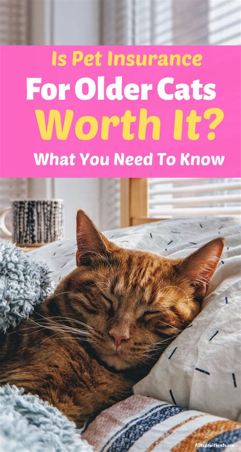 most affordable pet insurance for cats